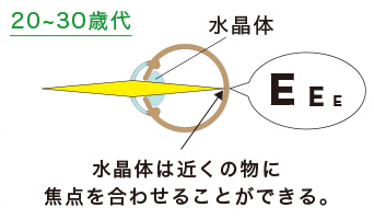 【若視】水晶体は近くの物に焦点を合わせる事ができる。